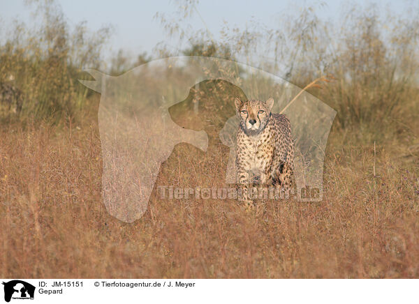 Gepard / cheetah / JM-15151