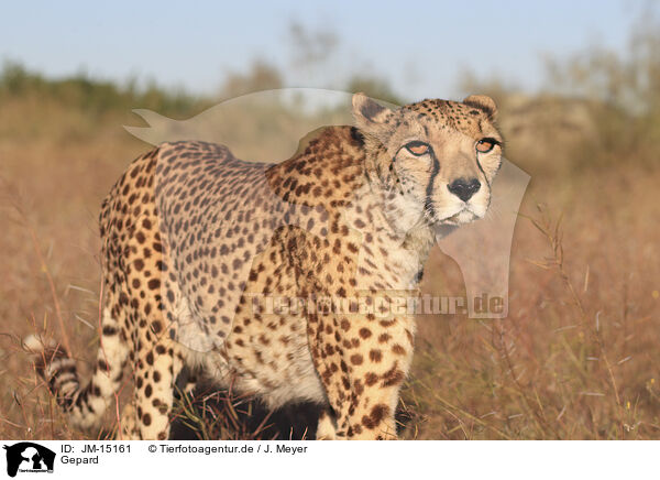 Gepard / JM-15161
