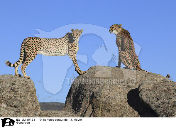Geparden / cheetahs / JM-15163