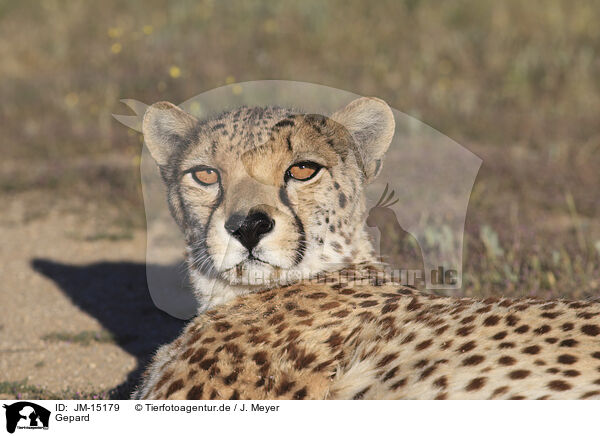 Gepard / cheetah / JM-15179