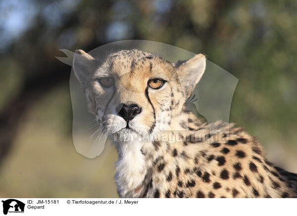 Gepard / cheetah / JM-15181