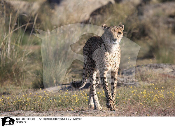 Gepard / cheetah / JM-15185