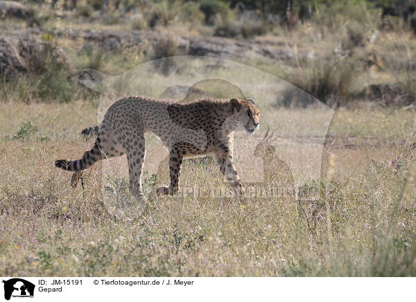 Gepard / JM-15191
