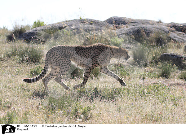 Gepard / cheetah / JM-15193