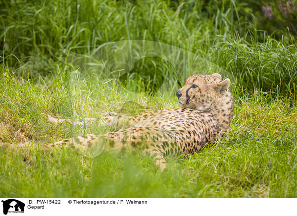 Gepard / PW-15422