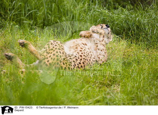 Gepard / cheetah / PW-15423