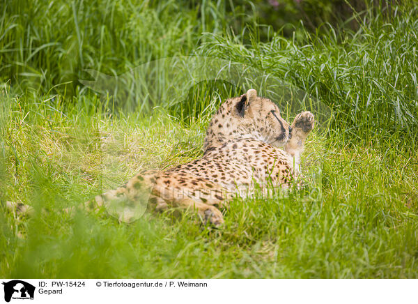 Gepard / cheetah / PW-15424