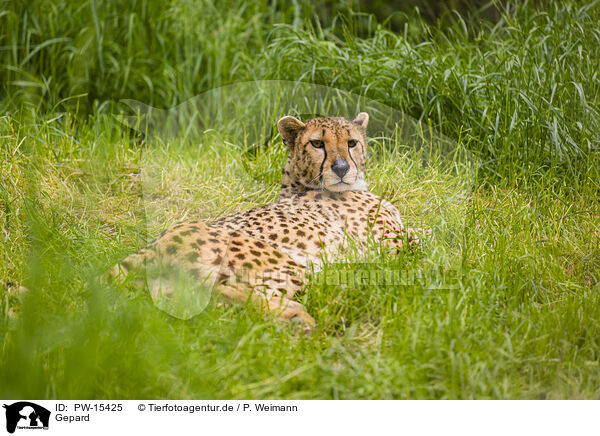 Gepard / cheetah / PW-15425