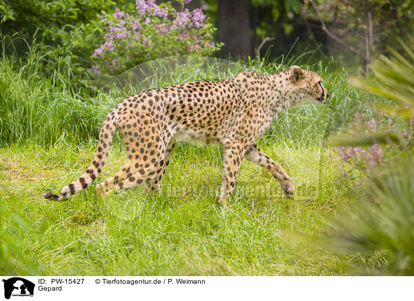 Gepard / cheetah / PW-15427