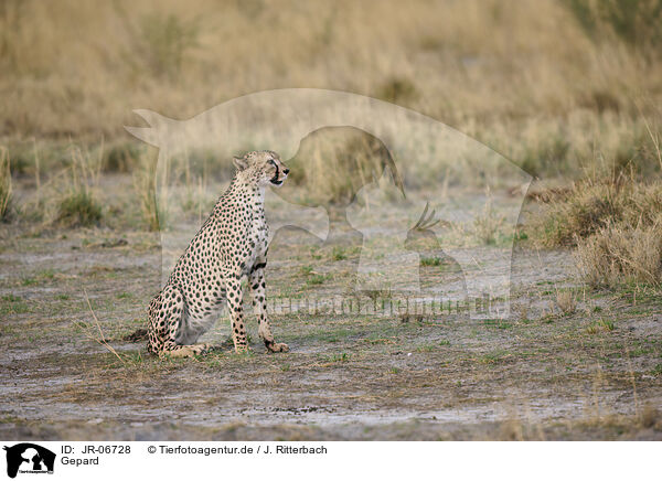 Gepard / cheetah / JR-06728