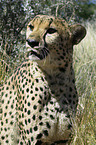 Gepard Portrait