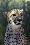 Gepard Portrait