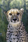 Gepard Portrait