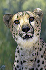 Gepard Portrait