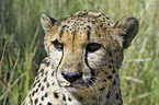 Gepard Portrait