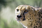 Gepard Portrait