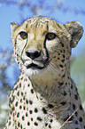 Gepard Portrait