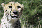 Gepard Portrait