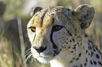 Gepard Portrait