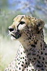 Gepard Portrait