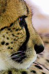 Gepard