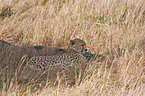 Gepard