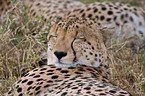 Gepard