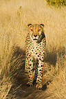 Gepard