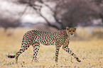 Gepard