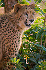 Gepard Portrait