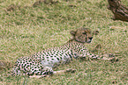 Gepard