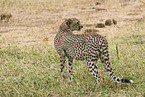 Gepard