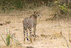 Gepard