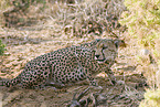 Gepard