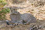 Gepard