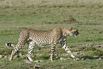 Gepard