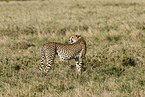 Gepard