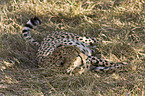 liegender Gepard