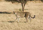 Gepard