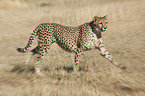 rennender Gepard