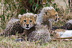 junge Geparden