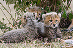 junge Geparden