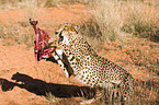 Gepard