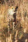 Gepard