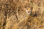 Gepard