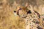 Gepard