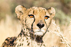 Gepard