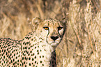 Gepard