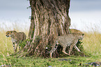 Geparden unter einem Baum