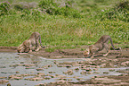 Geparden am Wasser